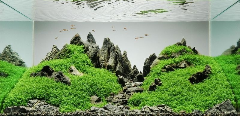 Membina Taman Dalam Air dengan Aquascaping